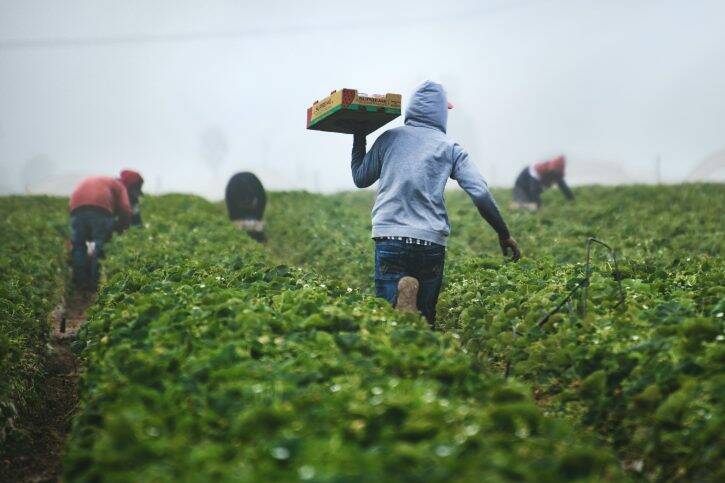 agricoltura immigrati caporalato pac