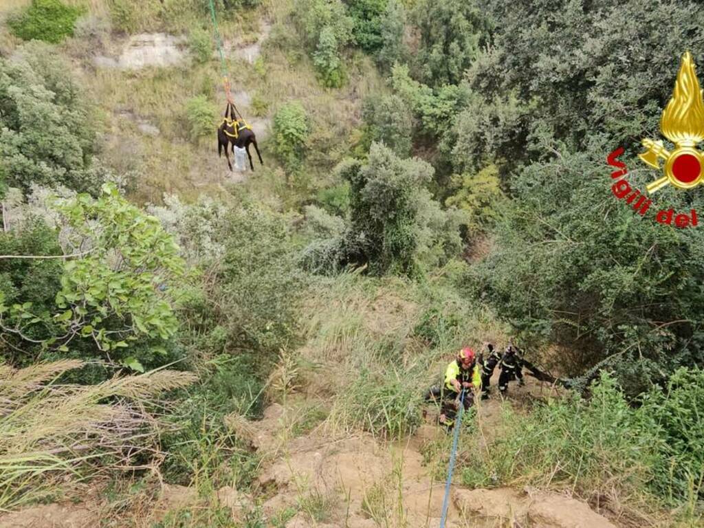 soccorso cavallo1