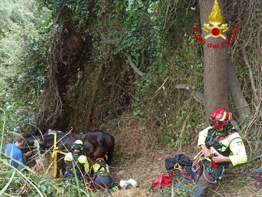 soccorso cavallo4