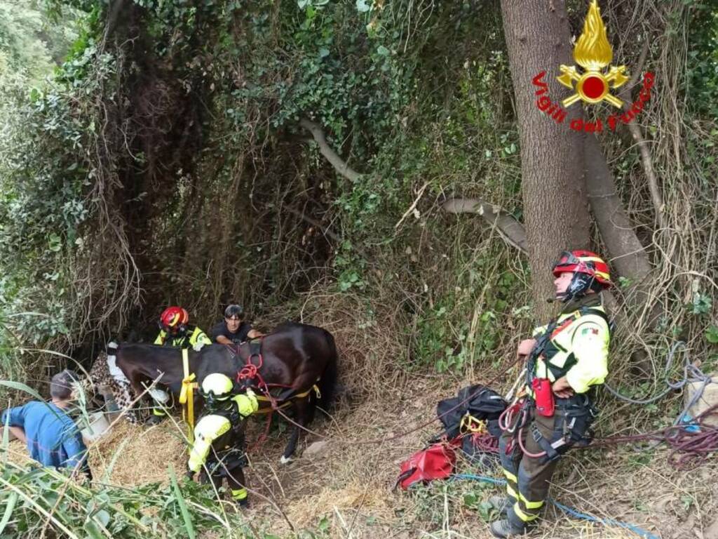 soccorso cavallo6