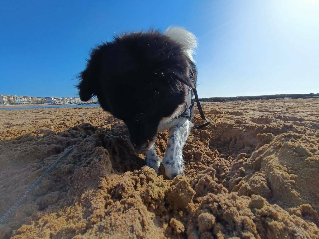 cane in spiaggia