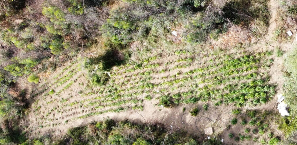 piantagione marijuana a Brasimato, Crotone