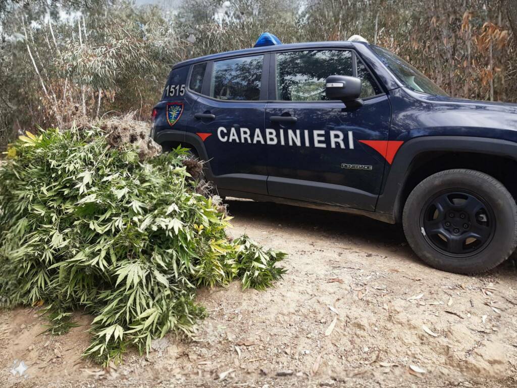 piantagione marijuana a Brasimato, Crotone