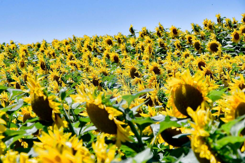 Girasoli di Capocolonna