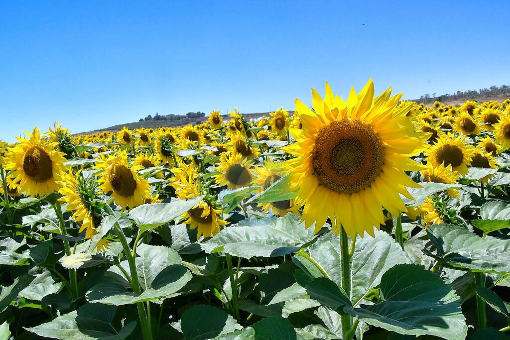 Girasoli di Capocolonna