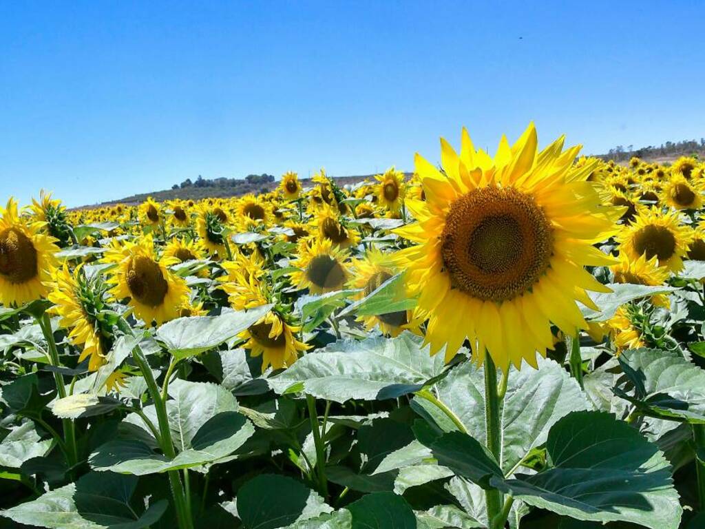 Girasoli di Capocolonna