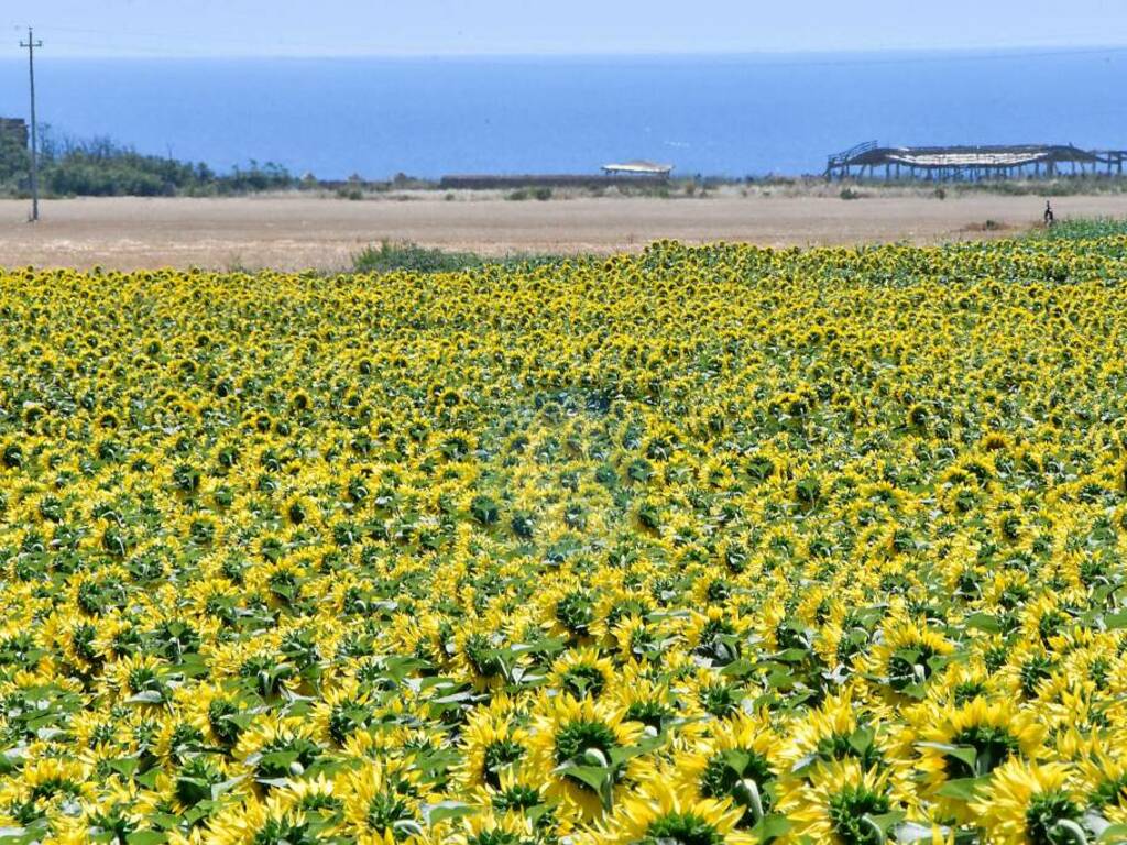 Girasoli di Capocolonna