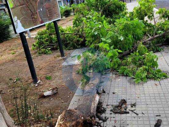 albero caduto corso mazzini Crotone