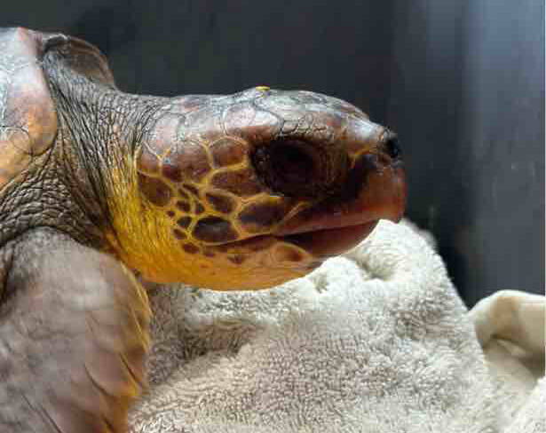 Salvataggio tartaruga caretta caretta