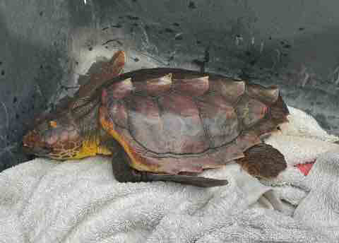 Salvataggio tartaruga caretta caretta