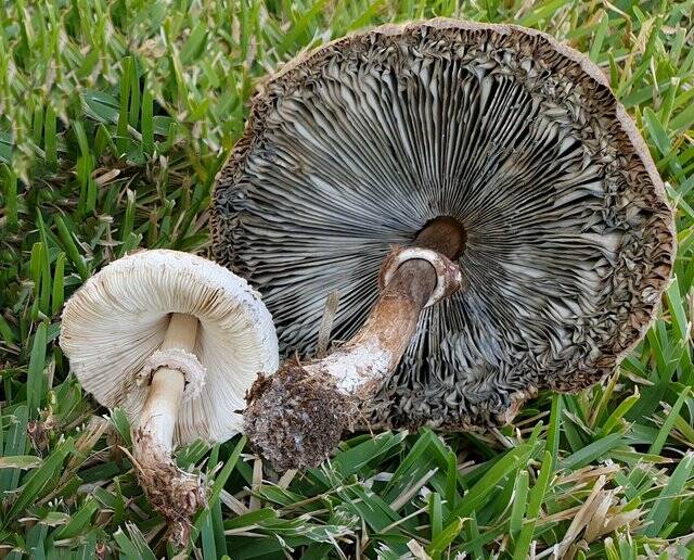 Macrolepiota procera e Chlorophyllum molybdites