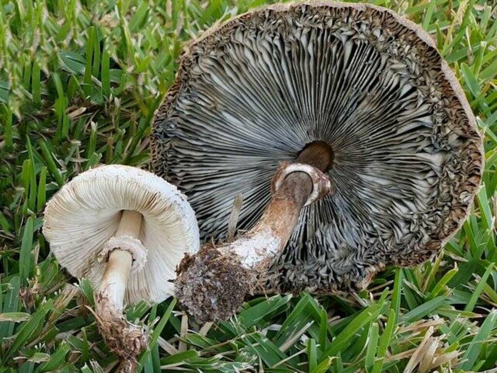 Macrolepiota procera e Chlorophyllum molybdites